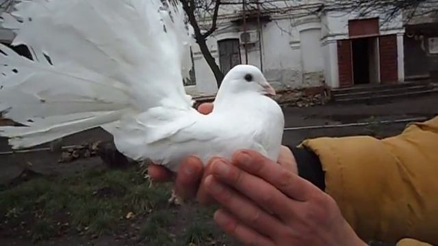 Выставка г. Конотоп 21.11.2015 - голуби породы Павлин смотреть онлайн