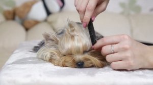 Как сделать топ-кнот йорку / как сделать хвостик / делаем хвостик йорку