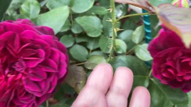 Поговорим о розах в горшечном садике. Розы в саду! Прогулка по саду с розами, 27 мая 2021 г. смотреть онлайн