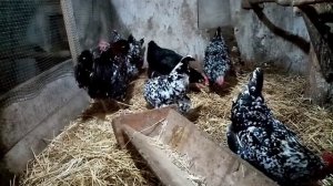 Ливенская (мраморная) порода кур!!!! Куры мясо-яичного направления!