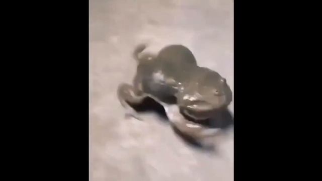 Tentacle Locker 2 Part 2