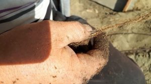 Как быстро размножить малину, самый эфективный способ.