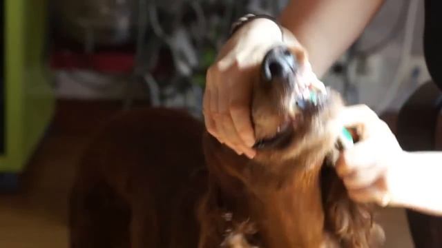 Как чистить зубы собаке