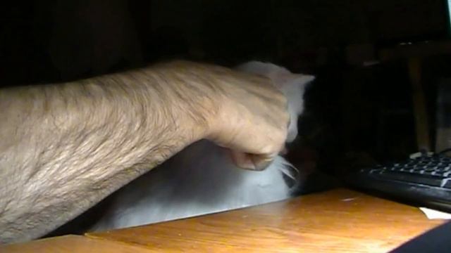 №106. 04. 03.2021г. 20:20. Поспали с Симой. Мне нужно вставать, а Сима спит. смотреть онлайн