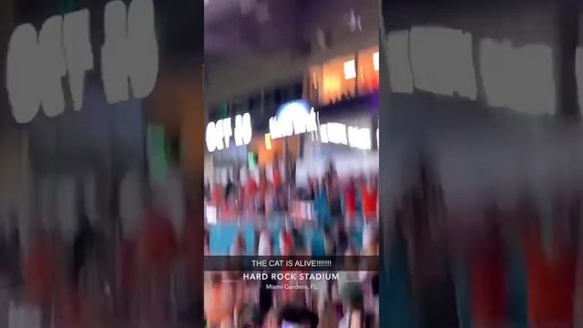 FANS CAUGHT FALLING CAT AT MIAMI GAME. ?? #shorts смотреть онлайн