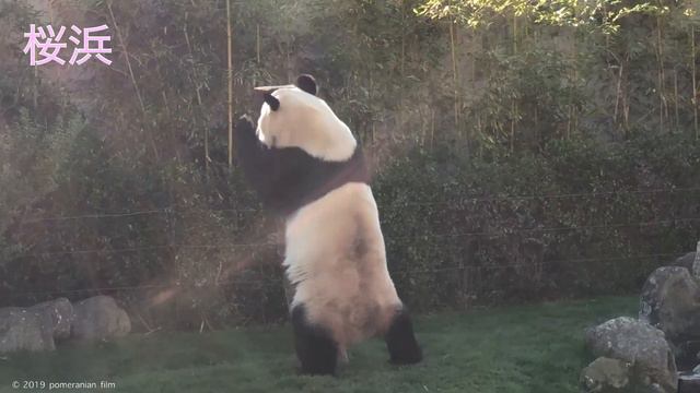 【19/12/3本日撮れたて】浜家ダイジェスト🌈彩浜/飼育員さん/浜家全員/犬赤ちゃん/PANDACUB/子パンダ смотреть онлайн