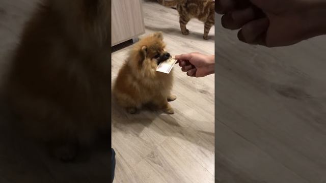 Шпиц - копилка смотреть онлайн