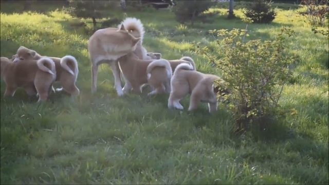 Щенки Акита догоняют маму (Akita puppies) смотреть онлайн