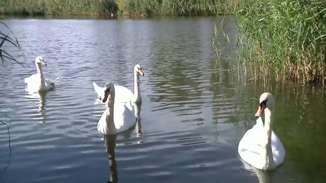 А БЕЛЫЙ ЛЕБЕДЬ НА ПРУДУ смотреть онлайн