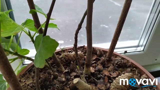 Домашние растения в зимнее время. Ещё одна ëлочка взошла! смотреть онлайн