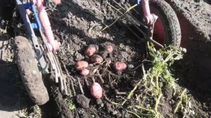 Самодельная картофелекопалка! Коп картофеля 2023г..
