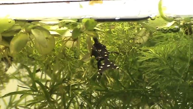 Aquarium Fish// Acanthicus Adonis // Aquarium // Tank// Adonis Pleco// сомик❤️❤️❤️