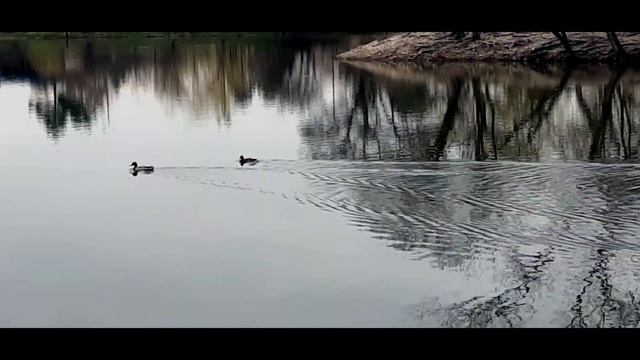 Спокойствие и весеннее настроение в парке Кирова, Пятигорск. смотреть онлайн