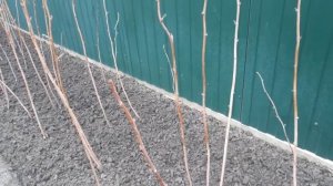 Чем и когда обработать малину от болезней и вредителей.