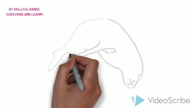 How to Draw a Seal / Как нарисовать тюленя смотреть онлайн