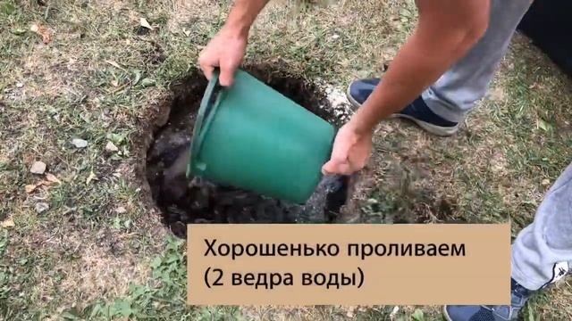КАК ПОСАДИТЬ ГОРТЕНЗИЮ❓ смотреть онлайн
