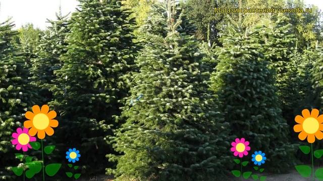 Пихта нордмана. Краткий обзор, описание характеристик Abies Nordmanniana