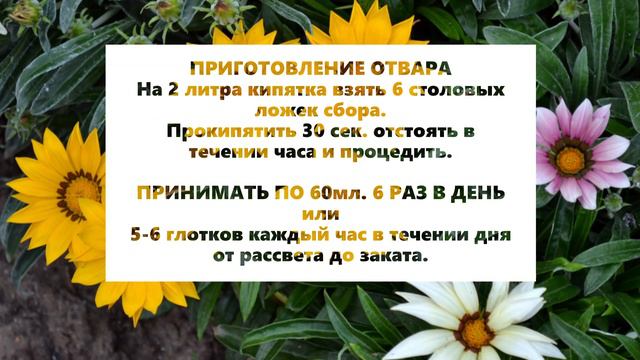 СБОР № 7. Лекарственные сборы. АТЕРОСКЛЕРОЗ. смотреть онлайн