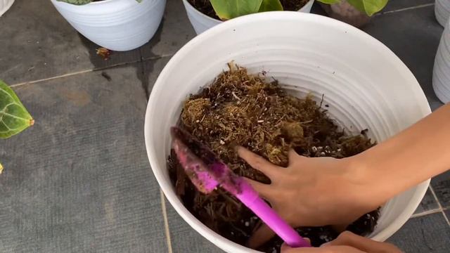 Florida GHOST MINT Murah Pake Metan Sultan MURAH???!!! WOOOWW смотреть онлайн