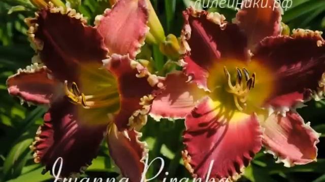 Зубастые лилейники смотреть онлайн