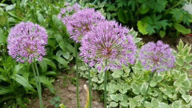 Alliums-#Flowering Bulb