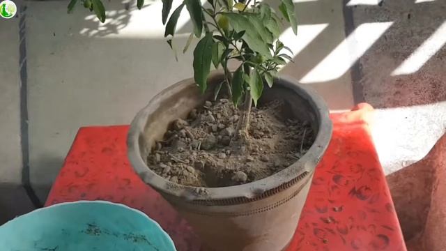 How to grow Solanum Pseudocapsicum plant | care solanum pseudocasicum plants смотреть онлайн