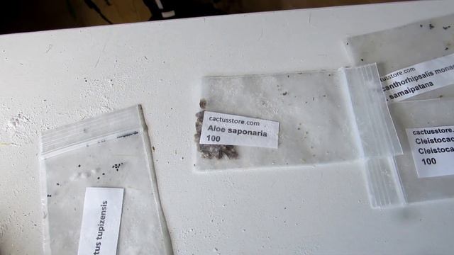 UNBOXING Cacti & Succulent Plants & Seeds from our wonderful friend Alex | #cactus #succulents смотреть онлайн