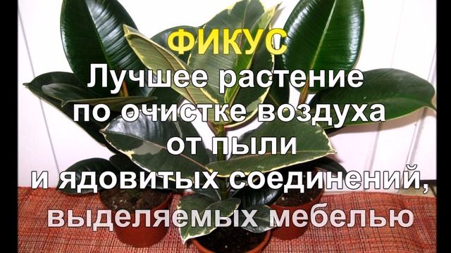 10 комнатных растений, которые должны быть в каждом доме. Растения очищающие воздух смотреть онлайн