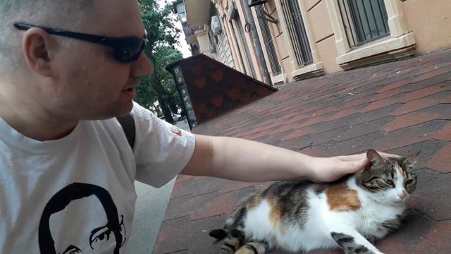 Одесские уличные коты - толстые, красивые и ухоженные смотреть онлайн
