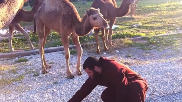 Picture 3372.MOV смотреть онлайн