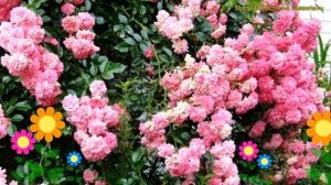 Роза плетистая Дороти Перкинс. Краткий обзор, описание характеристик rosa Dorothy Perkins