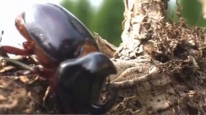 Жук-носорог.