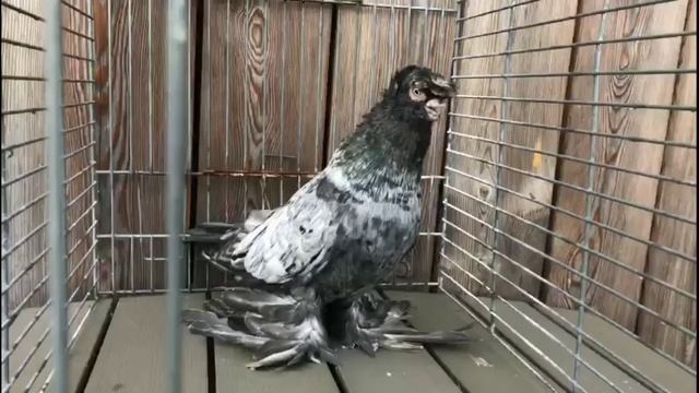 Бойные голуби GGG Геннадий Головкин. Двухчубые голуби. Tauben. Pigeons. Palomas. Pombos. 비둘기.