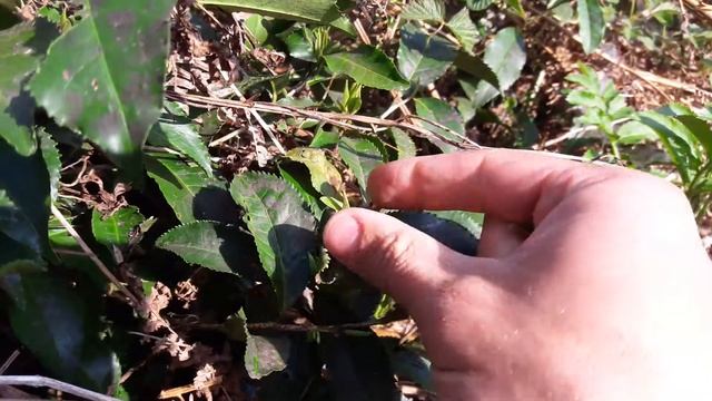 Гимн сборщиков чая! ?