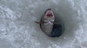 Ловля форели зимой со льда. Необычные приманки.