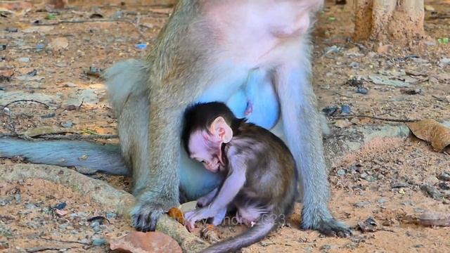 New Baby Monkey Need Milk More, Old Monkey Mom Deny Little Baby Take Milk
