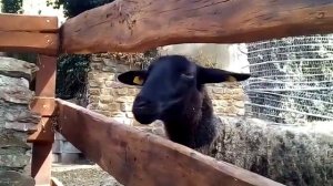 Овца говорит БЕ