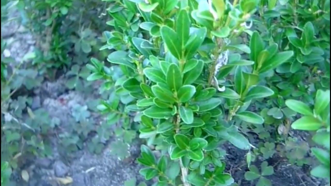 Что посадить в саду? Декоративный кустарник самшит смотреть онлайн