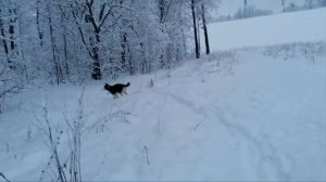 Остыли реки и земля остыла...