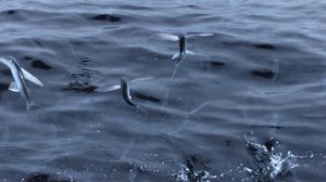 Летающие рыбы