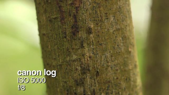 Canon EOS C-Log C300 смотреть онлайн