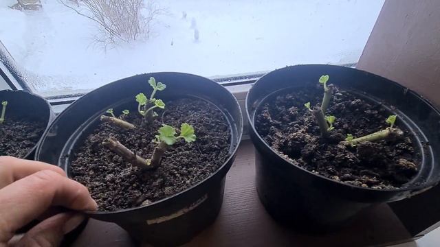 Зима. Посеяла на рассаду комнатные томаты. Рассольник из банки- экономия времени и денег. смотреть онлайн