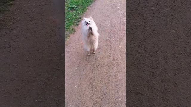 Танцы за вкусняшку. Шпиц-танцор. смотреть онлайн