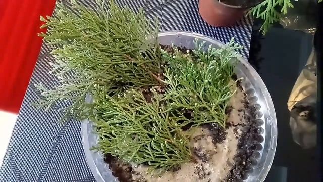 Укоренение черенков туи Смарагд зимой. Часть 2 смотреть онлайн