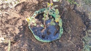 Ирга.Посадка осенью.Садовый боярышник.Неприхотливые растения для сада.