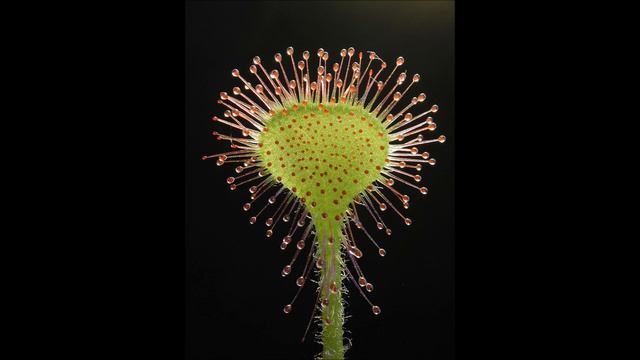 Aequor - La Drosera смотреть онлайн