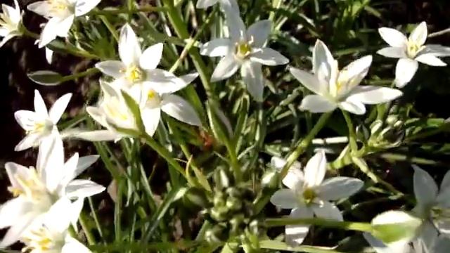 Птицемлечник - садовый луковичный многолетник. Цветение. смотреть онлайн