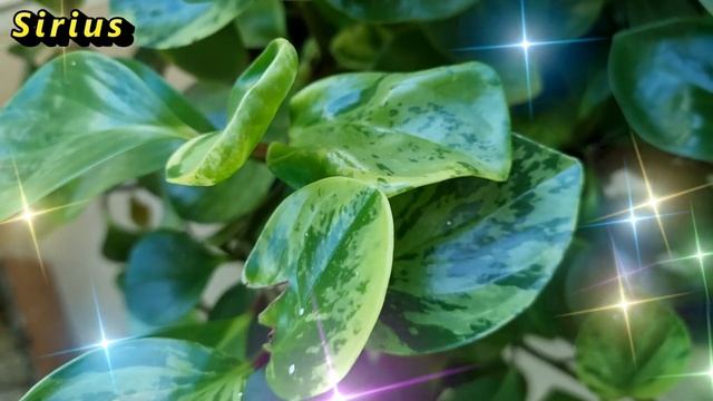 23 февраля – Прохоров день: что категорически нельзя делать смотреть онлайн