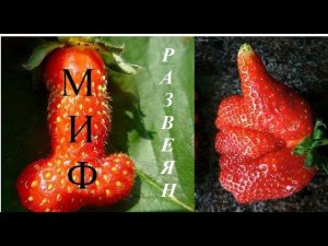 Мужские и женские кусты клубники. Существуют или нет? Как отличить?