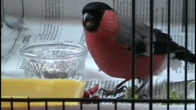 СНЕГИРЬ (Кавказский подвид) - 4. смотреть онлайн